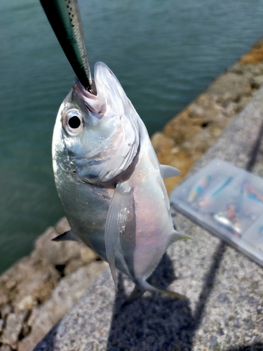 メッキの釣果