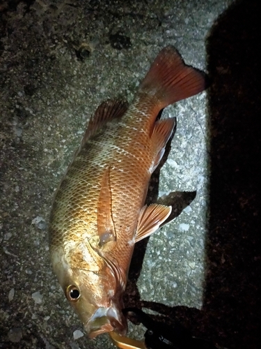 ゴマフエダイの釣果