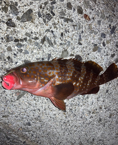 アコウの釣果