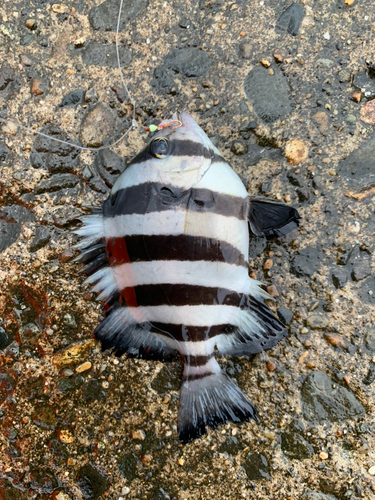 サンバソウの釣果