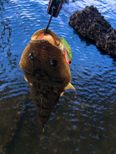 マゴチの釣果