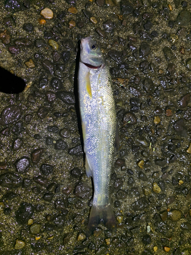 ウグイの釣果