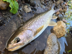 アメマスの釣果