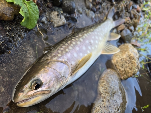 アメマスの釣果