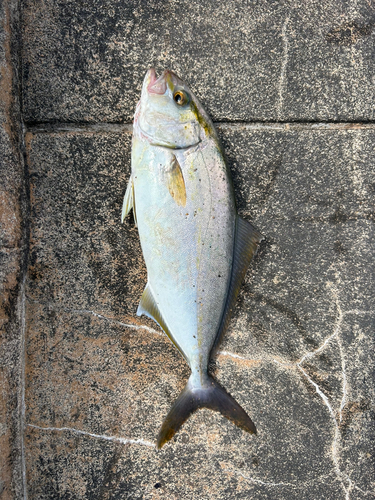 シオの釣果