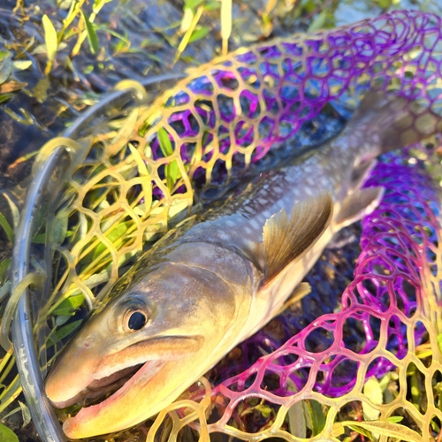 アメマスの釣果