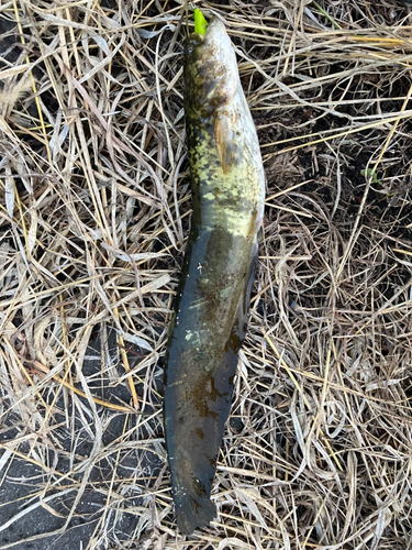 ナマズの釣果