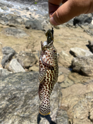 イシミーバイの釣果