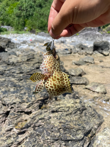 イシミーバイの釣果