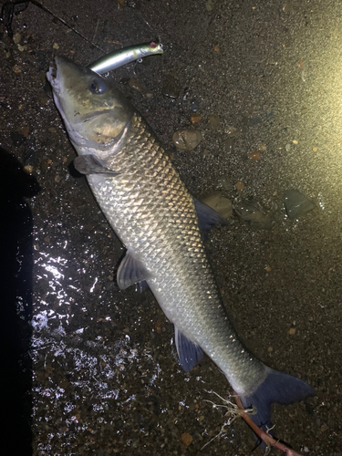 ニゴイの釣果