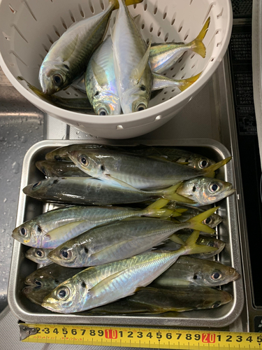 アジの釣果