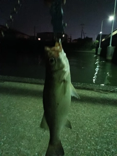 フッコ（ヒラスズキ）の釣果