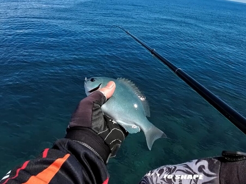 メジナの釣果