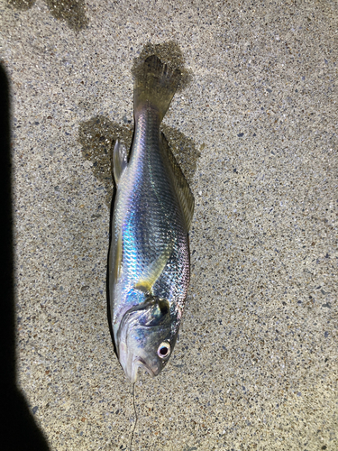 シログチの釣果