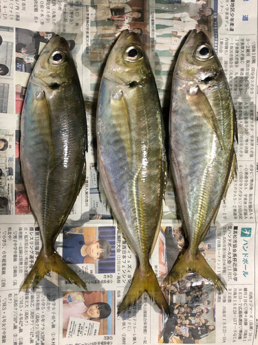 アジの釣果