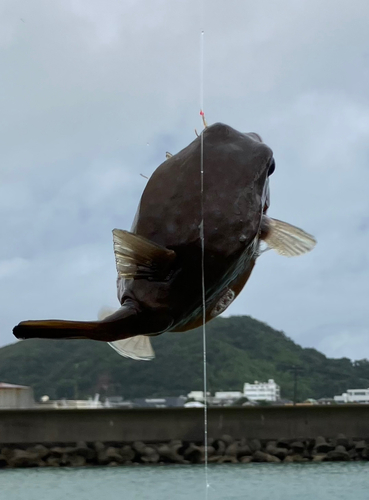 ハコフグの釣果