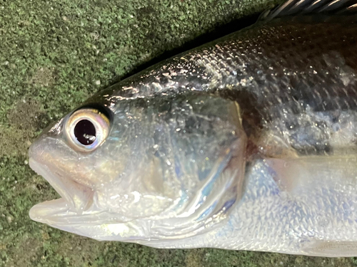 イシモチの釣果