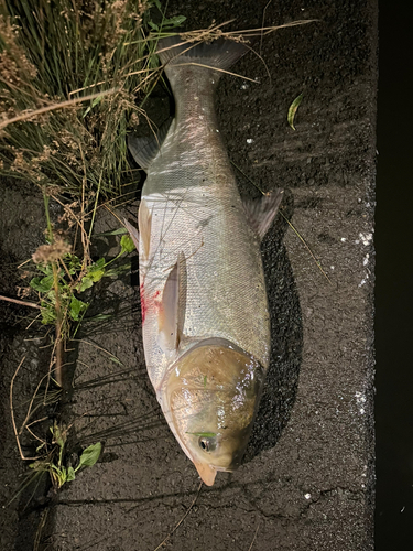 ハクレンの釣果