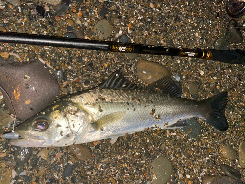 スズキの釣果