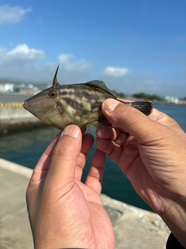 ウマヅラハギの釣果