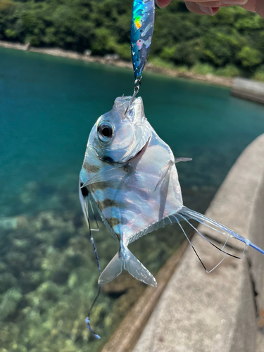 イトヒキアジの釣果