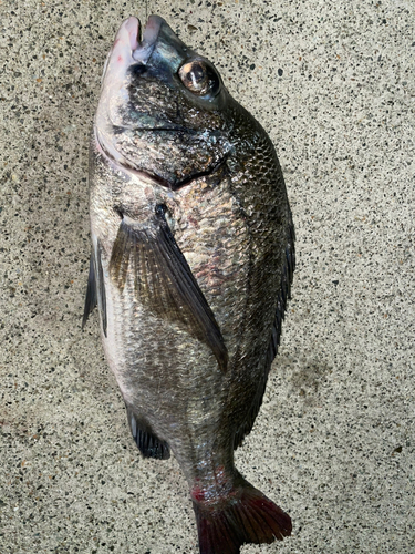 クロダイの釣果