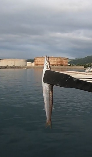 カマスの釣果