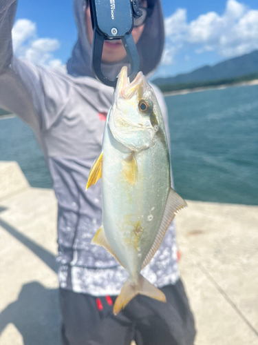 ネリゴの釣果