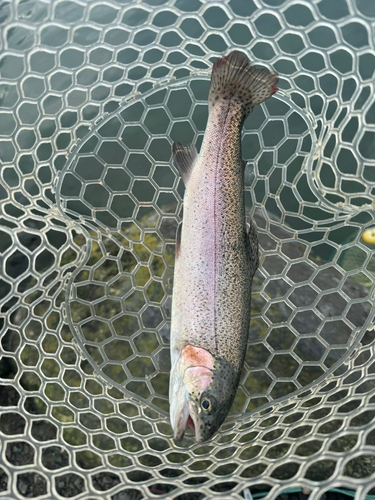 ニジマスの釣果