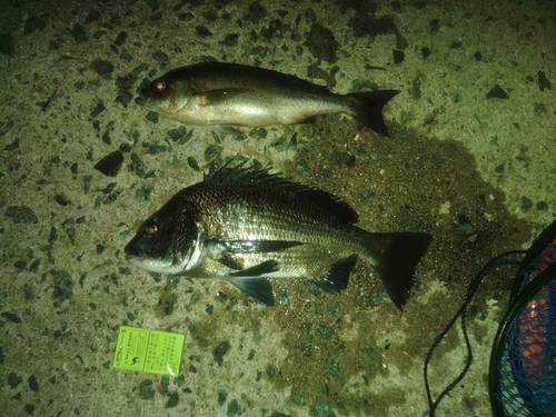 クロダイの釣果