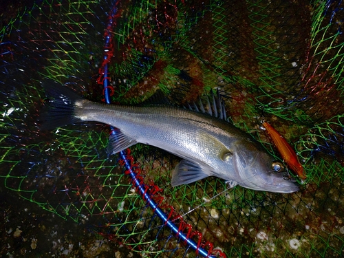 セイゴ（マルスズキ）の釣果