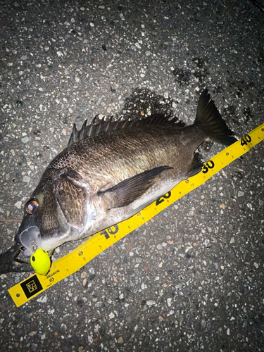 クロダイの釣果