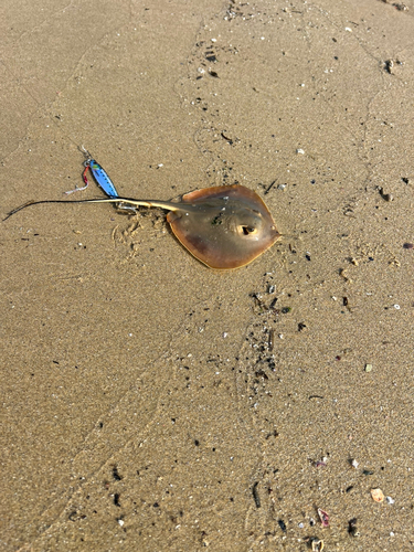 エイの釣果