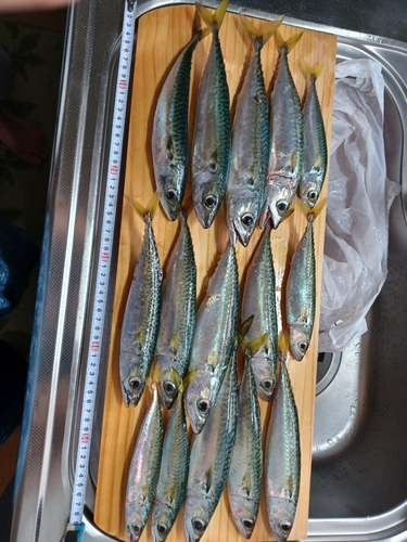 サバの釣果