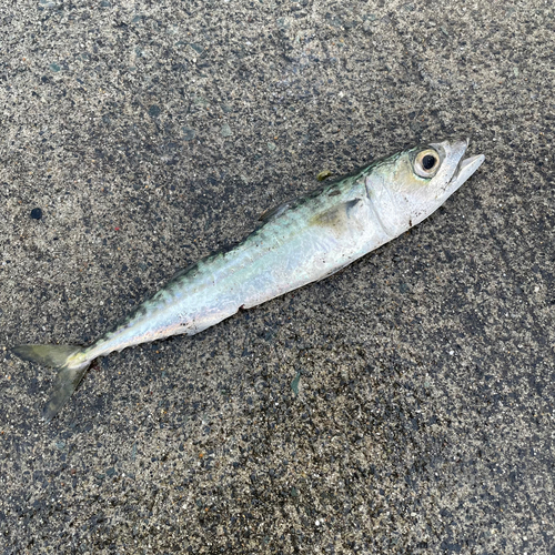 サバの釣果