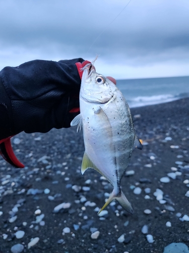 メッキの釣果