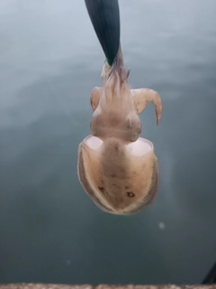 コウイカの釣果