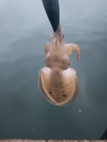 コウイカの釣果