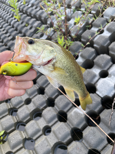 ブラックバスの釣果