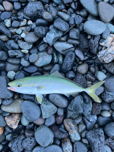 ワカシの釣果