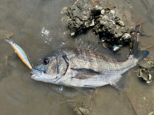 チヌの釣果