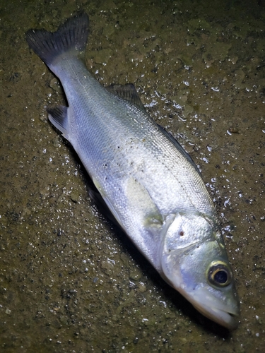 セイゴ（マルスズキ）の釣果