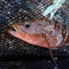 キジハタの釣果