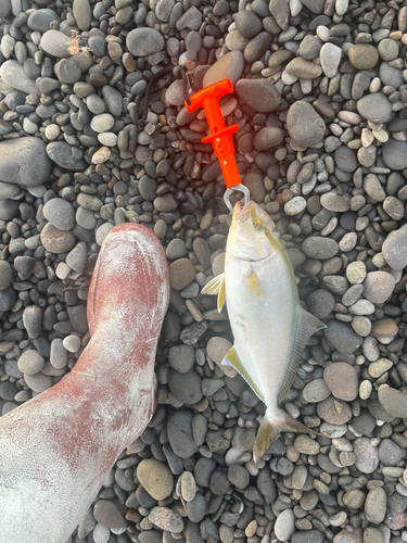 シオの釣果