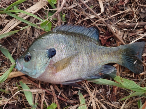 ブルーギルの釣果