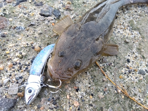 マゴチの釣果