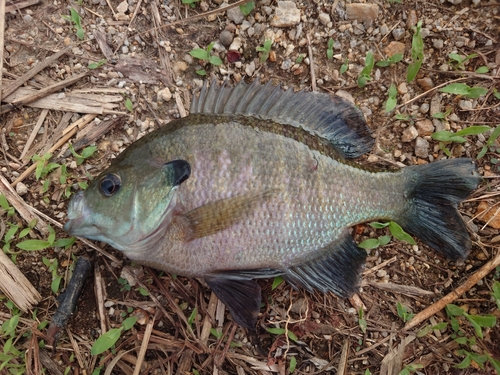 ブルーギルの釣果