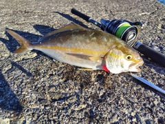 ショゴの釣果