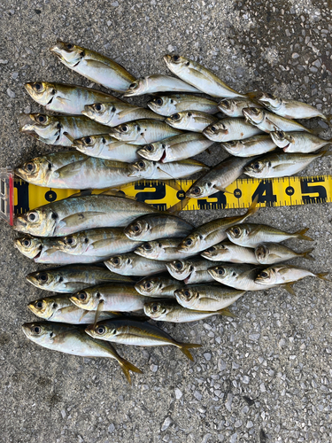 アジの釣果