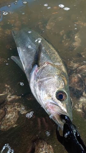 フッコ（マルスズキ）の釣果